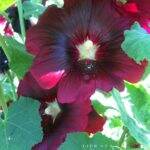 Hollyhocks and a Gift for You